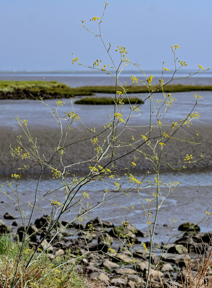 Image of Foeniculum vulgare specimen.