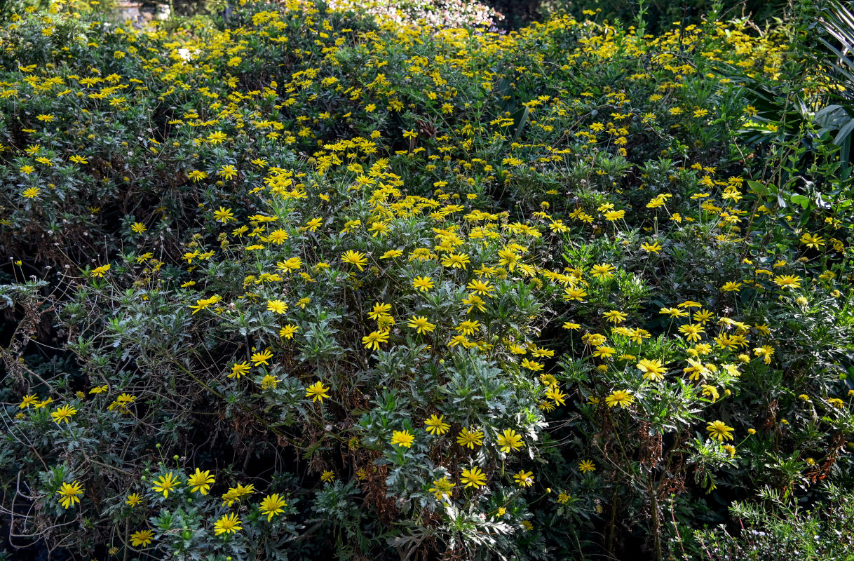 Изображение особи Euryops pectinatus.