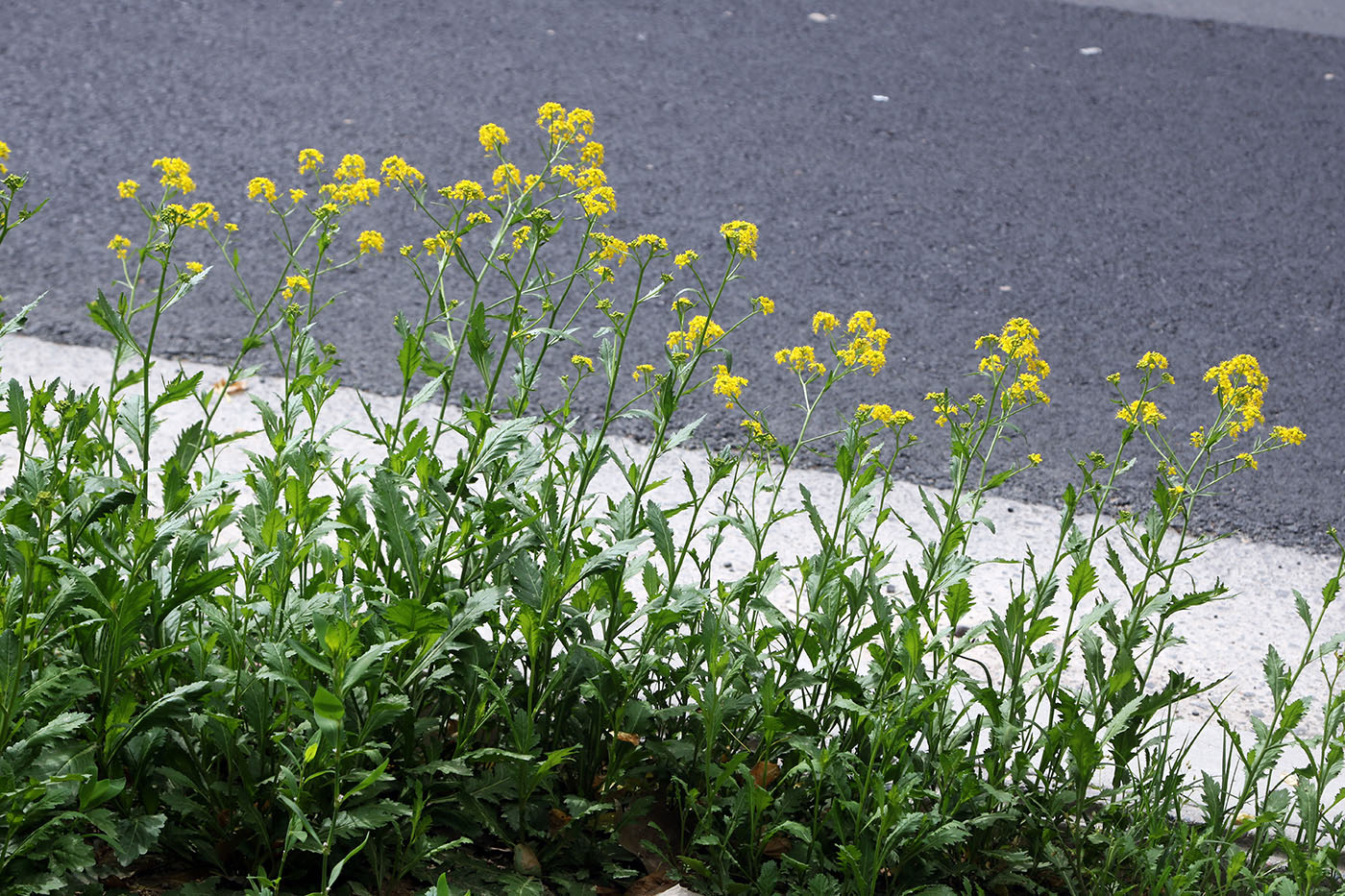 Image of Rorippa austriaca specimen.