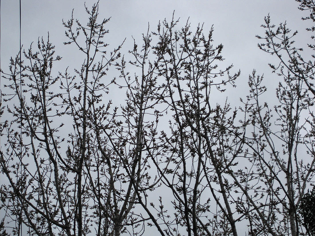 Image of Populus nigra specimen.