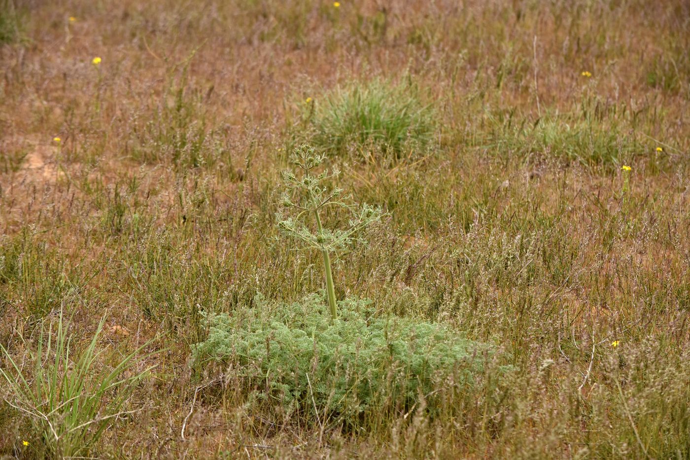Изображение особи Prangos odontalgica.