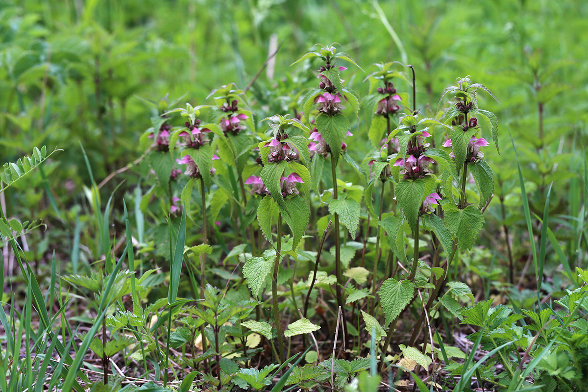 Изображение особи Lamium barbatum.
