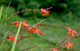Crocosmia × crocosmiiflora
