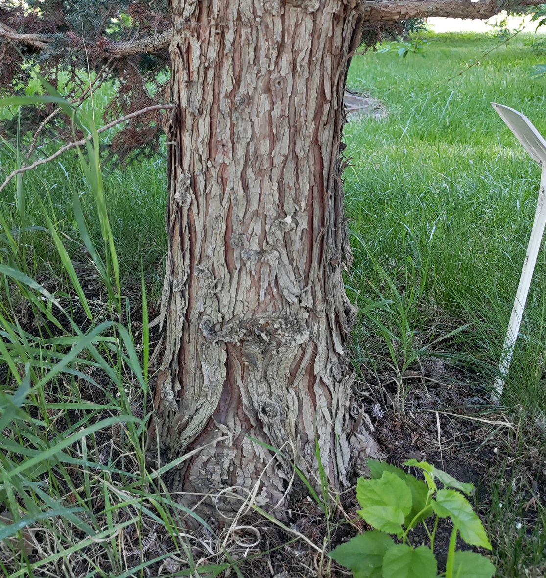 Image of Chamaecyparis pisifera specimen.