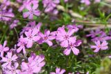 Phlox subulata. Цветки. Казахстан, Восточно-Казахстанская обл., окр. с. Кожохово, в культуре. 04.05.2026.