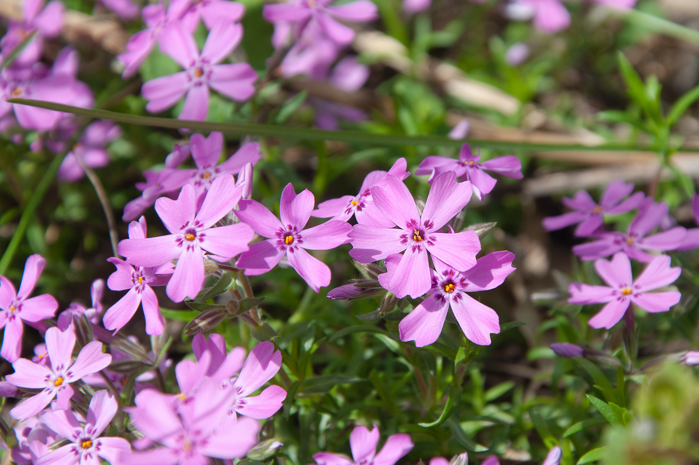 Image of Phlox subulata specimen.