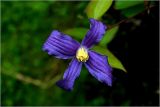 Clematis × jackmanii