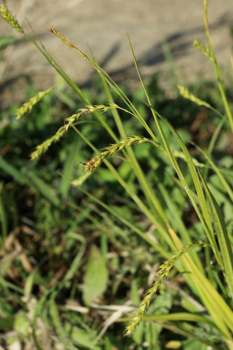 Изображение особи Carex sylvatica.