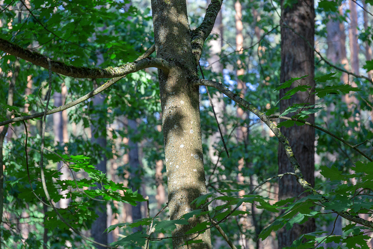 Image of Acer platanoides specimen.