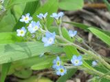Myosotis arvensis