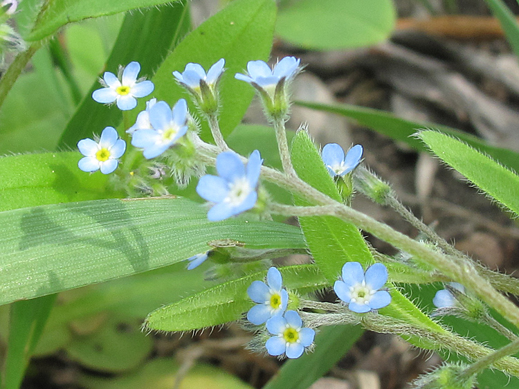 Image of Myosotis arvensis specimen.