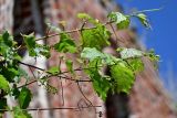 род Vitis