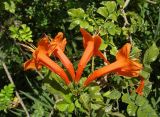 Tecomaria capensis. Верхушка ветви с соцветием. Турция, пров. Анталия, р-н г. Манавгат, отель Lake & River Side, декоративные насаждения между бассейном и зданием отеля. 02.08.2026.