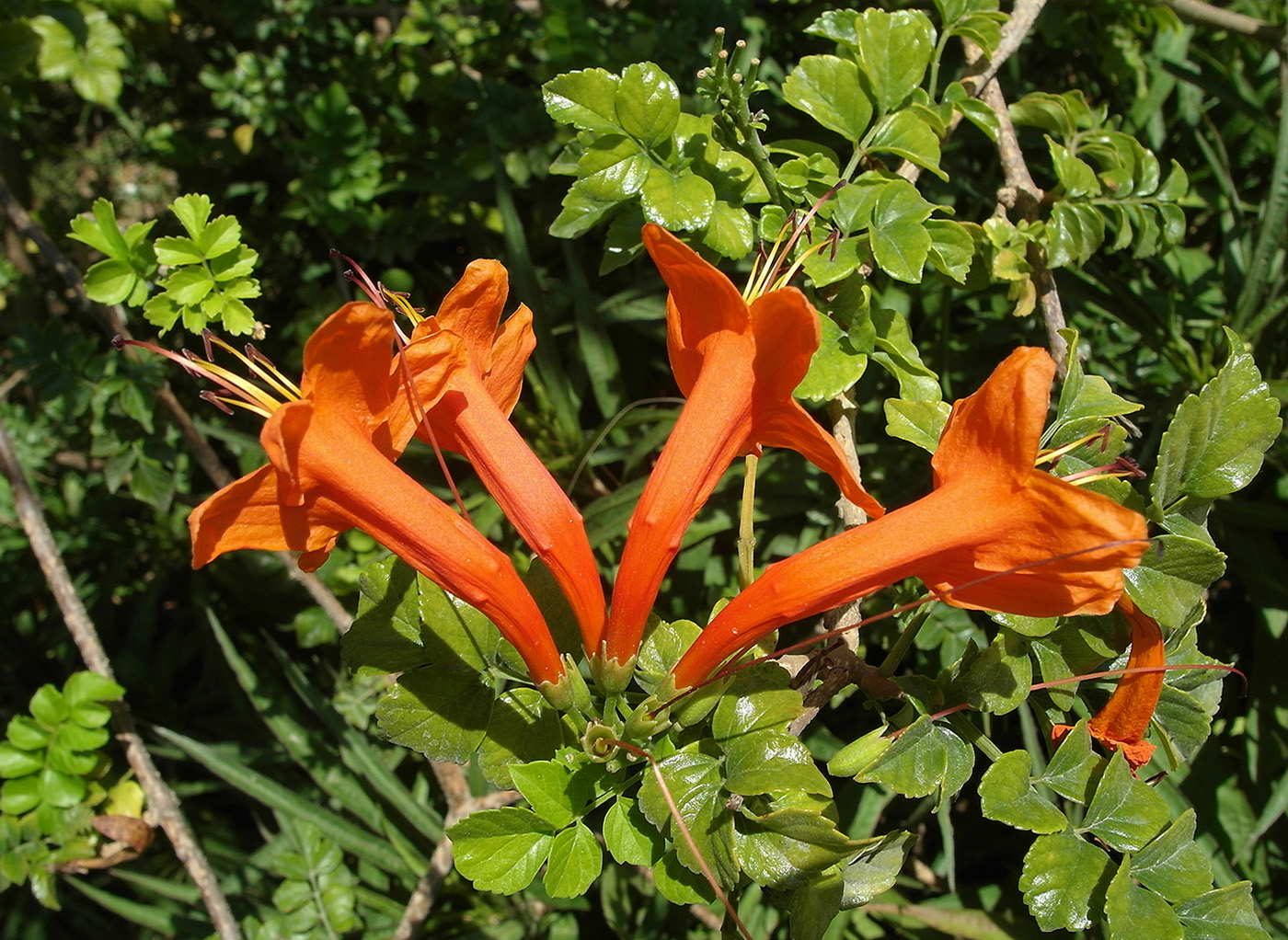 Image of Tecomaria capensis specimen.