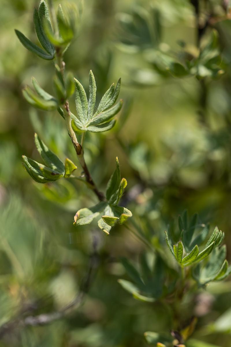 Image of Dasiphora fruticosa specimen.