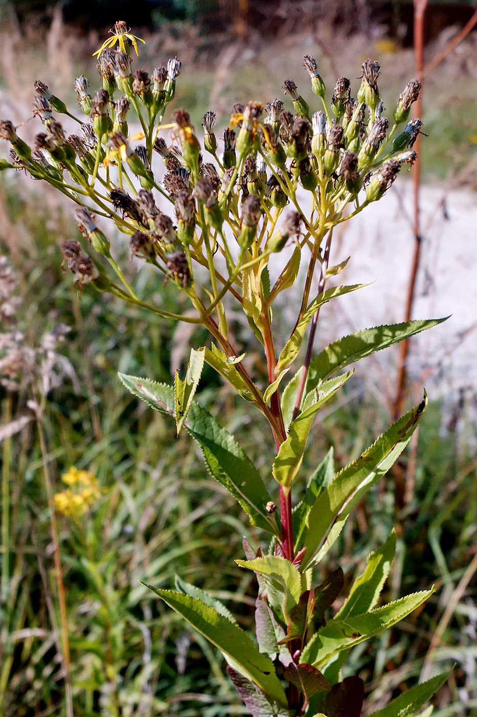 Изображение особи Senecio sarracenicus.