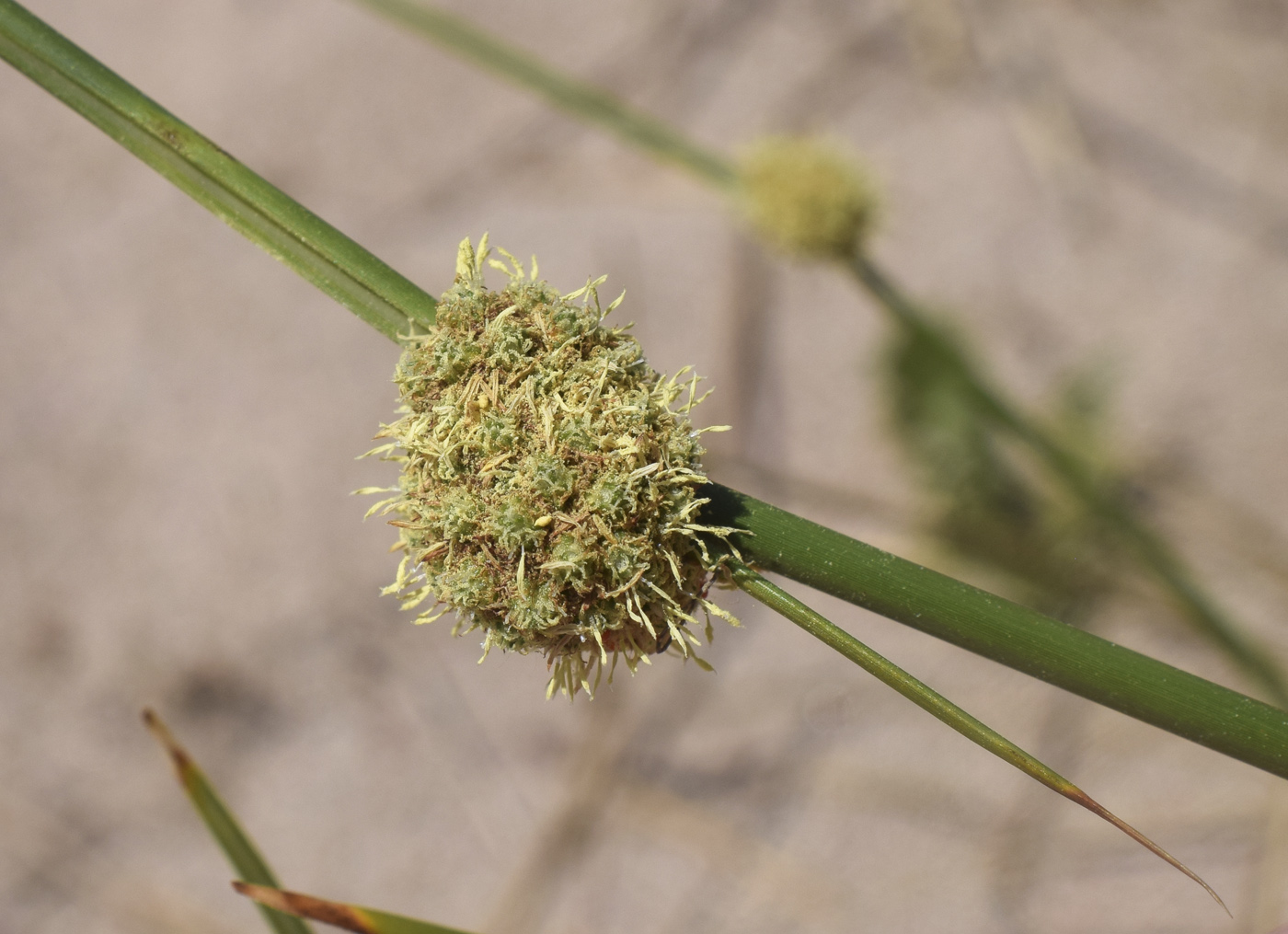 Image of Scirpoides holoschoenus specimen.