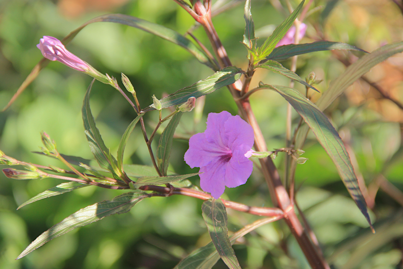 Image of Ruellia simplex specimen.