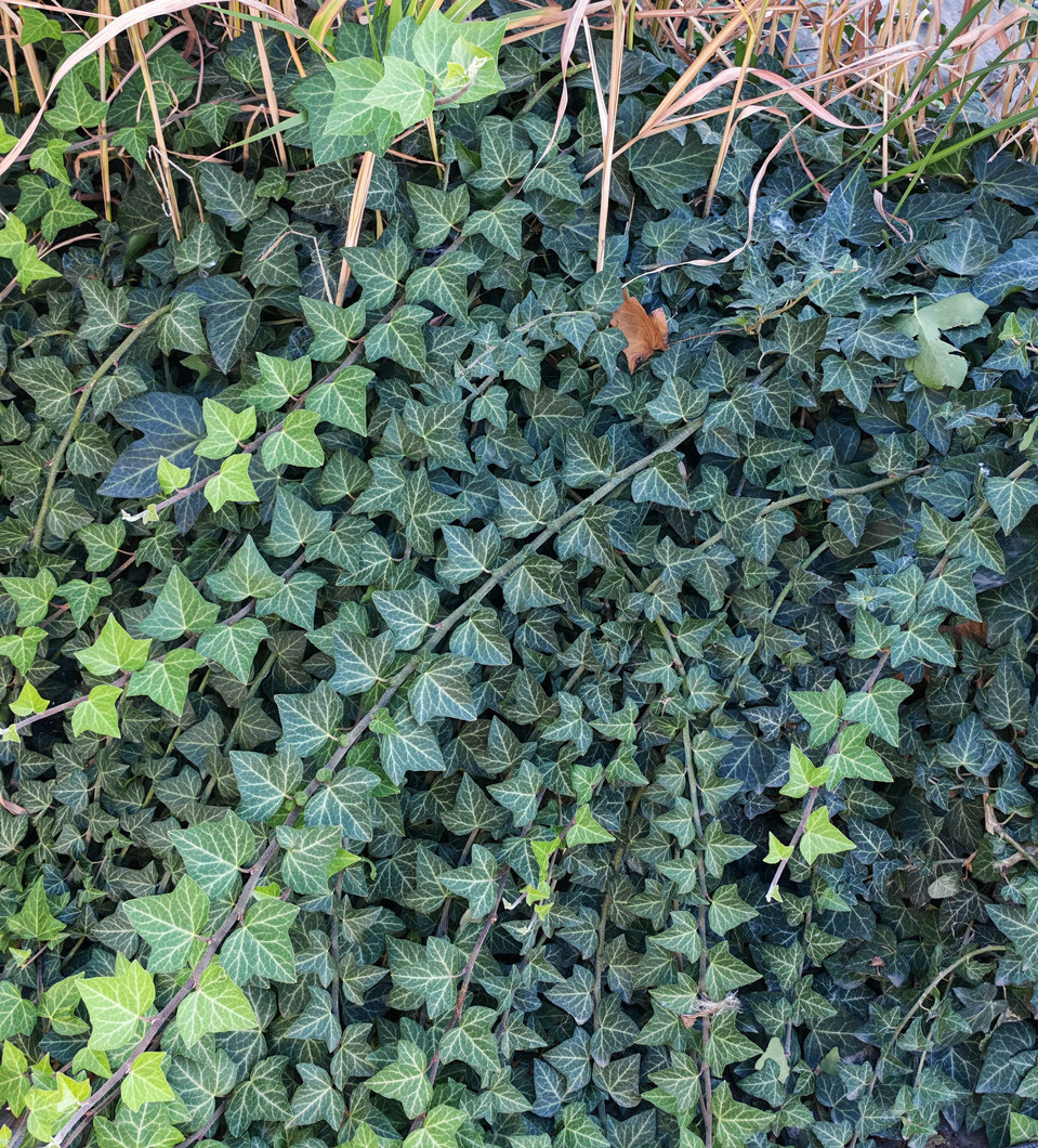 Image of Hedera helix specimen.