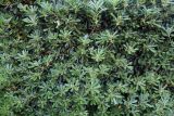 Pittosporum tobira
