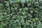 Pittosporum tobira