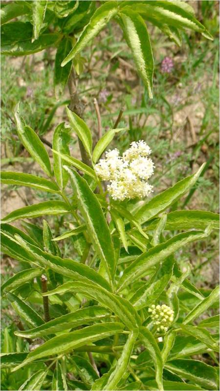 Изображение особи Sambucus tigranii.