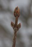 Syringa josikaea. Верхушка побега с зимующими почками. Санкт-Петербург, Старый Петергоф, парк \"Сергиевка\". 22.02.2009.