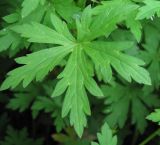 Geranium sibiricum