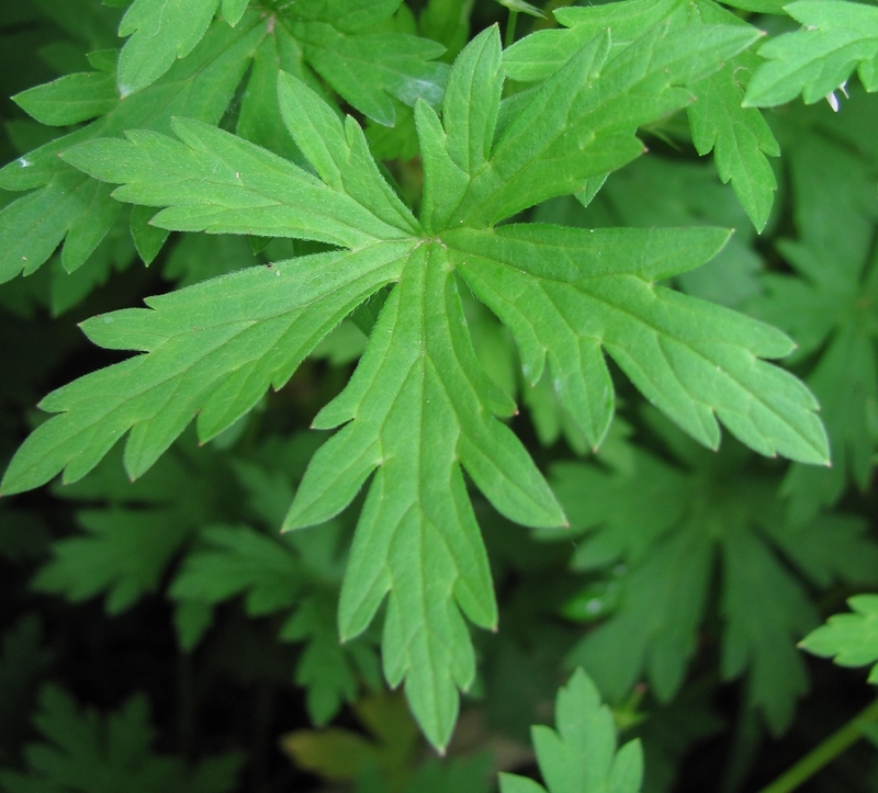 Image of Geranium sibiricum specimen.