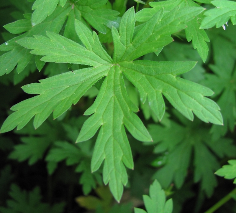 Изображение особи Geranium sibiricum.