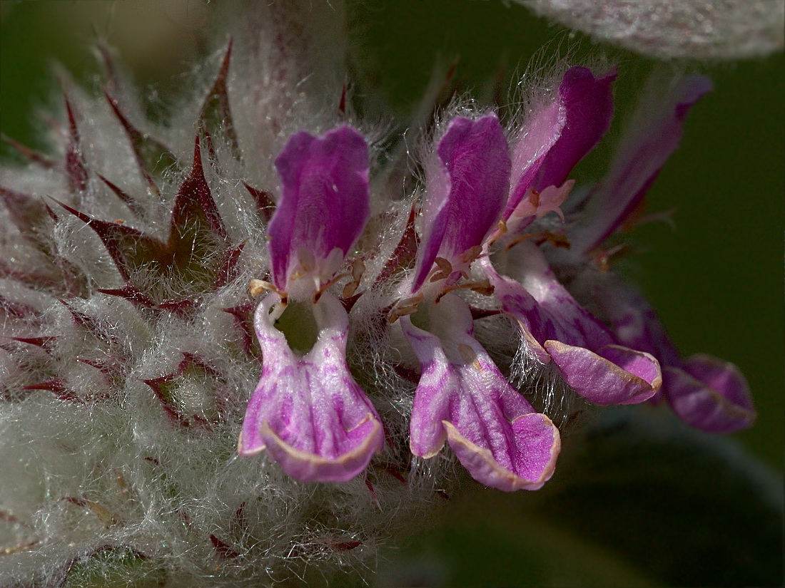 Image of Stachys velata specimen.