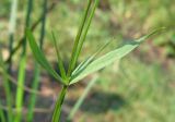 Stellaria graminea. Листья. Украина, Донецкая обл., Славянский р-н, окр. с. Богородичное. 31.07.2011.