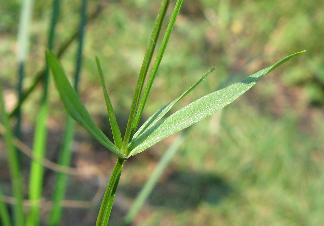 Изображение особи Stellaria graminea.