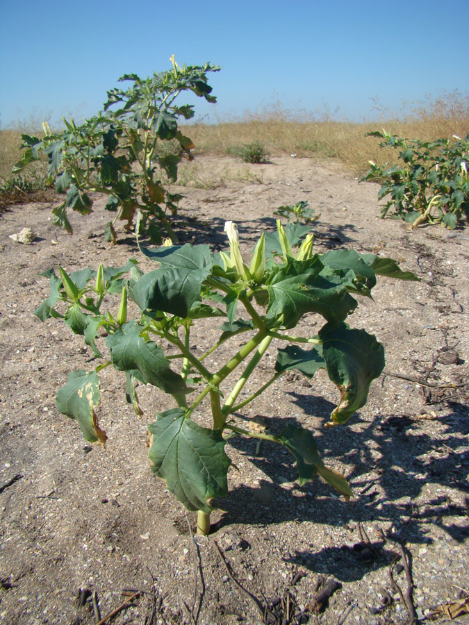 Image of Datura stramonium specimen.