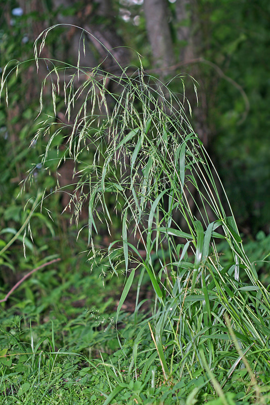 Image of Festuca gigantea specimen.