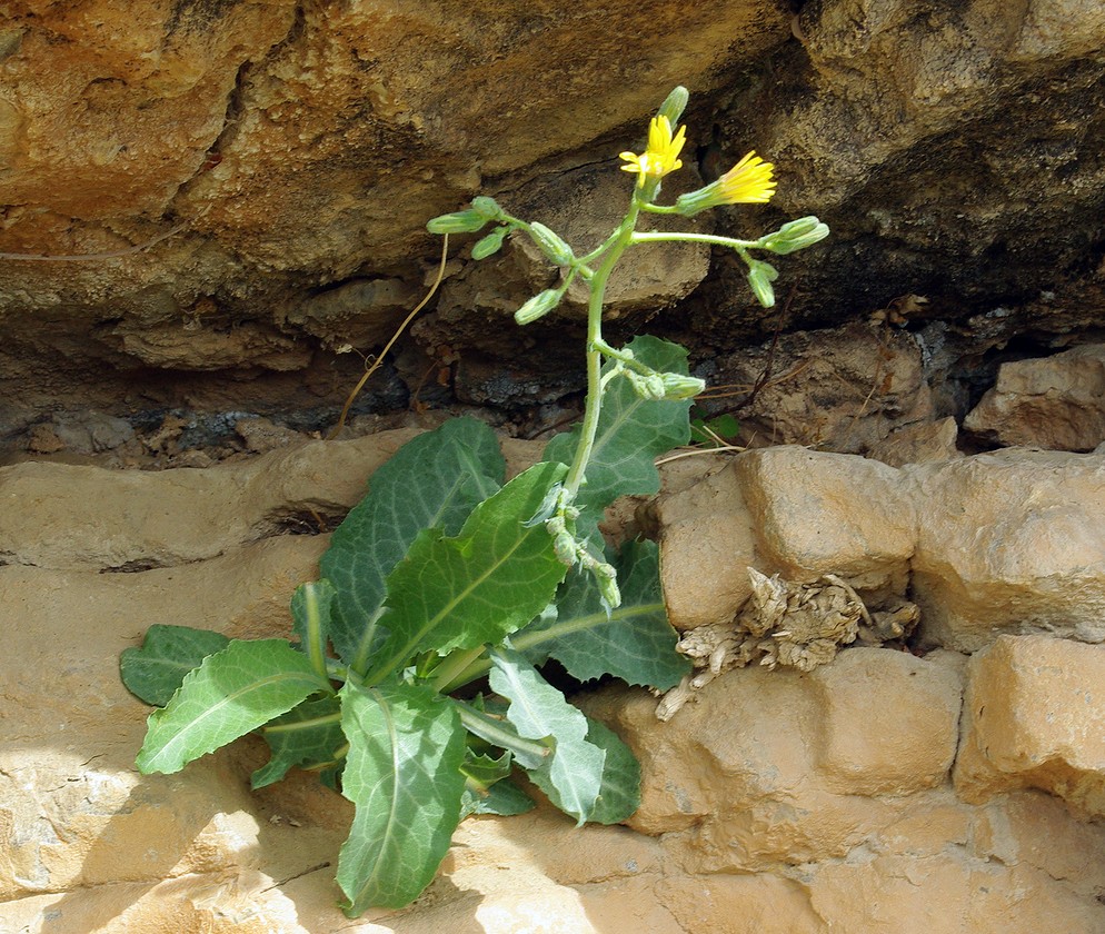 Изображение особи Steptorhamphus crassicaulis.