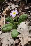 Primula vulgaris