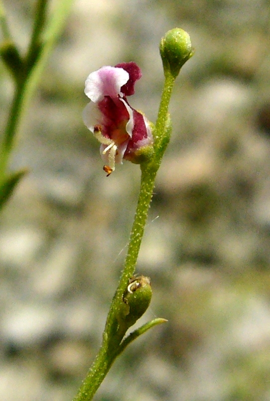Изображение особи Scrophularia scoparia.