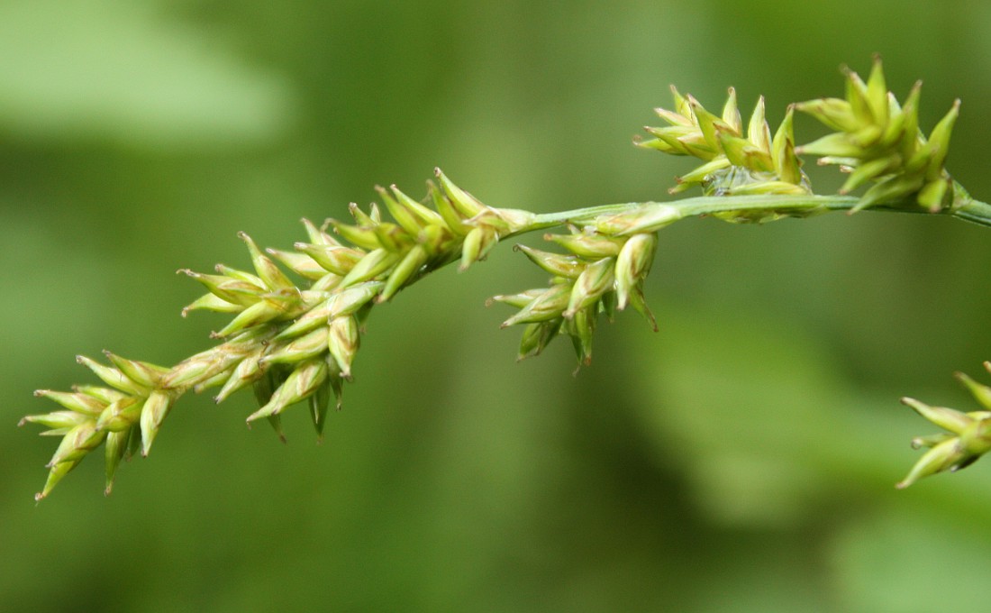 Изображение особи Carex elongata.