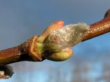 Image of taxon representative. Author is Геннадий Окатов