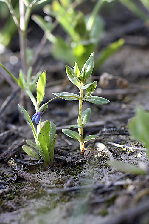 Изображение особи Anagallis foemina.