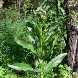 Cirsium setosum