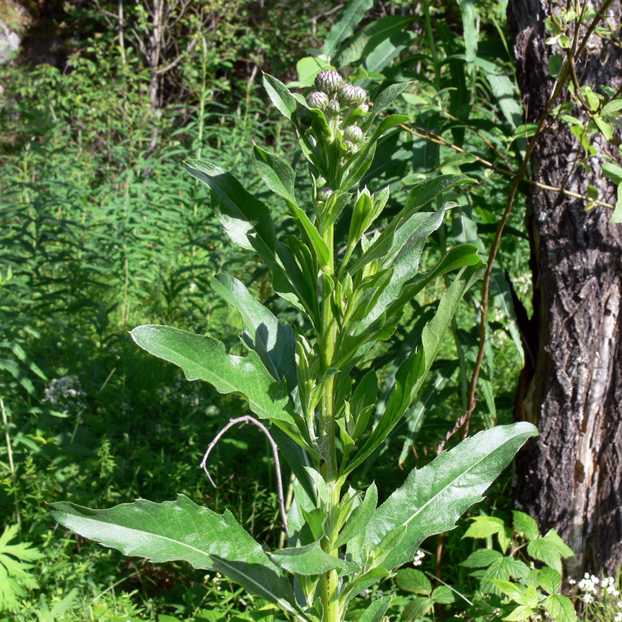 Изображение особи Cirsium setosum.