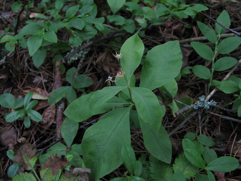 Изображение особи Trientalis europaea.