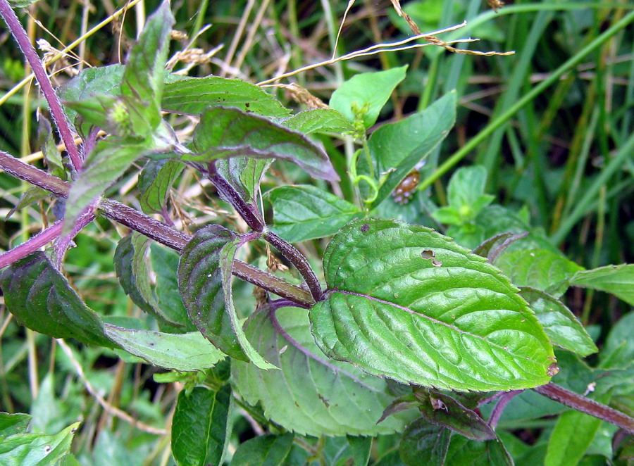 Image of Mentha aquatica specimen.