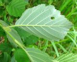 Alnus incana. Нижняя сторона листовой пластинки. Ярославская обл., Переславский р-н, дер. Кисьма, берег старицы р. Кисьмы. 08.07.2011.