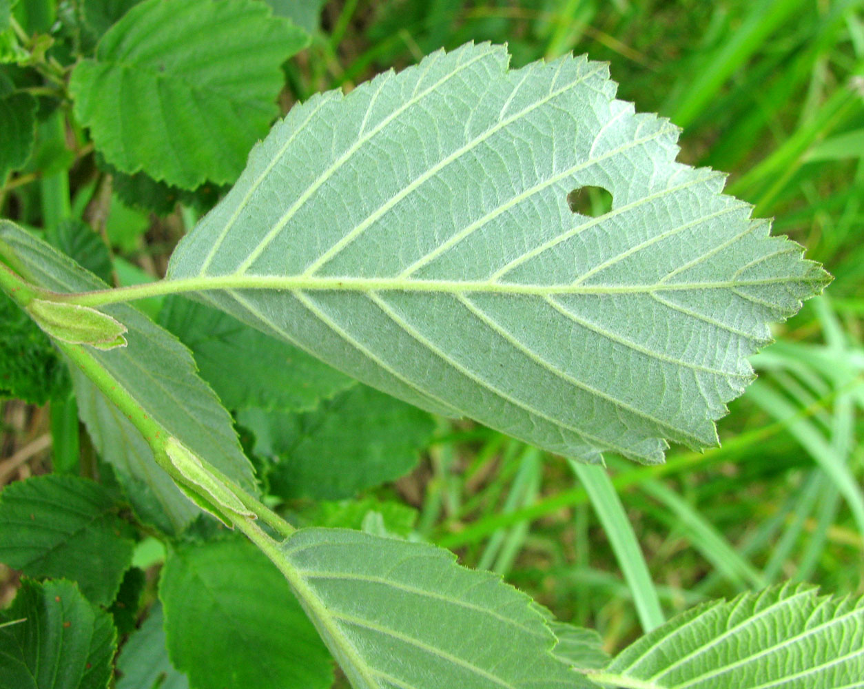 Image of Alnus incana specimen.