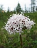 Valeriana capitata