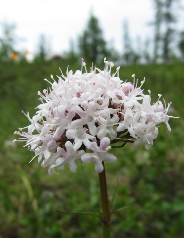 Image of Valeriana capitata specimen.