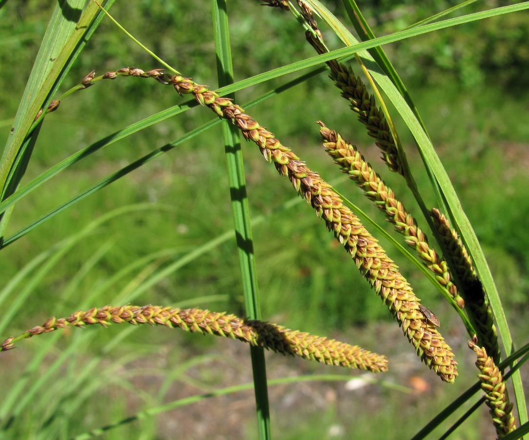 Изображение особи Carex aquatilis.